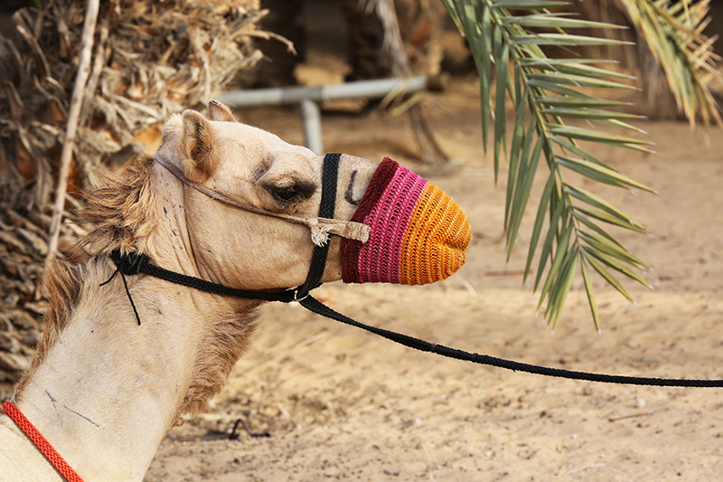 Dubai : United Arab Emirates  : Travel : Photos :  Richard Moore Photography : Photographer : 